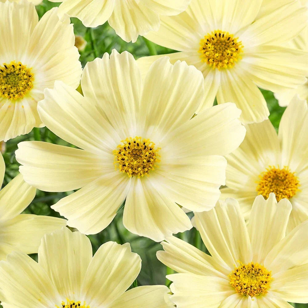 Lemonade Cosmos Seeds - 200+ Pack, Bright Yellow Blooms, Cosmos sulphureus, Annual Garden Flower for Borders & Containers