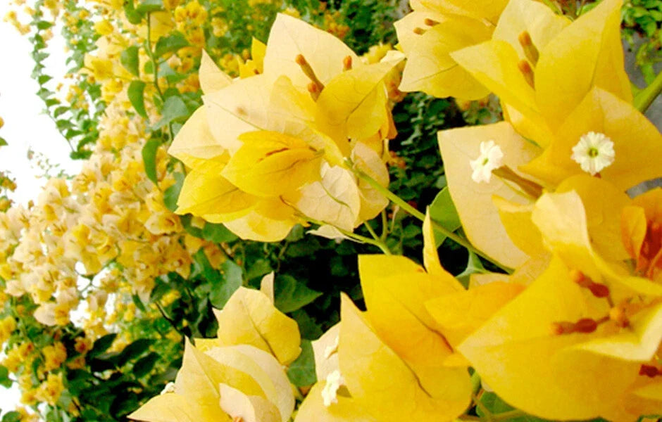 Bougainvillea Starter Plant - Gold Variety - Live Well Rooted Bougainvillea glabra for Garden, Patio, or Container Growth
