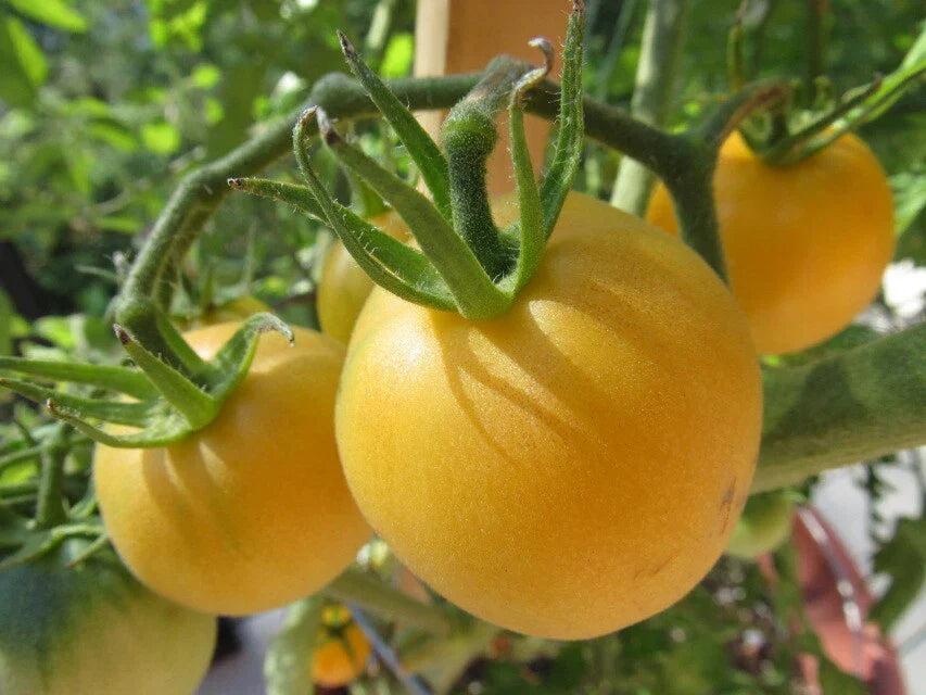 Garden Peach Tomato Seeds - Heirloom, Non-GMO, Organic, 30 Count, Indeterminate, Sweet Peach Color, Solanum lycopersicum