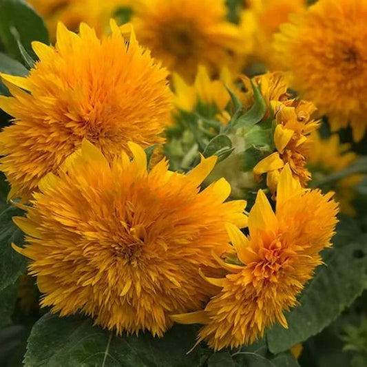 Organic Goldy Double Sunflower Seeds – Helianthus annuus – 20 Pack, Vibrant Gold Blooms, Non-GMO, USA Grown, Free Shipping