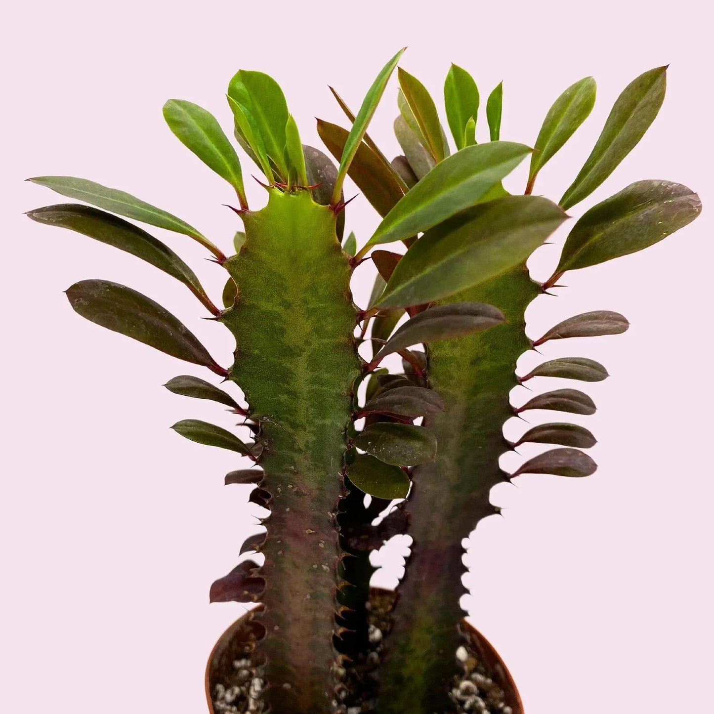 African Milk Tree Cuttings - Euphorbia trigona Succulent Plant - Easy Care Indoor/Outdoor Greenery