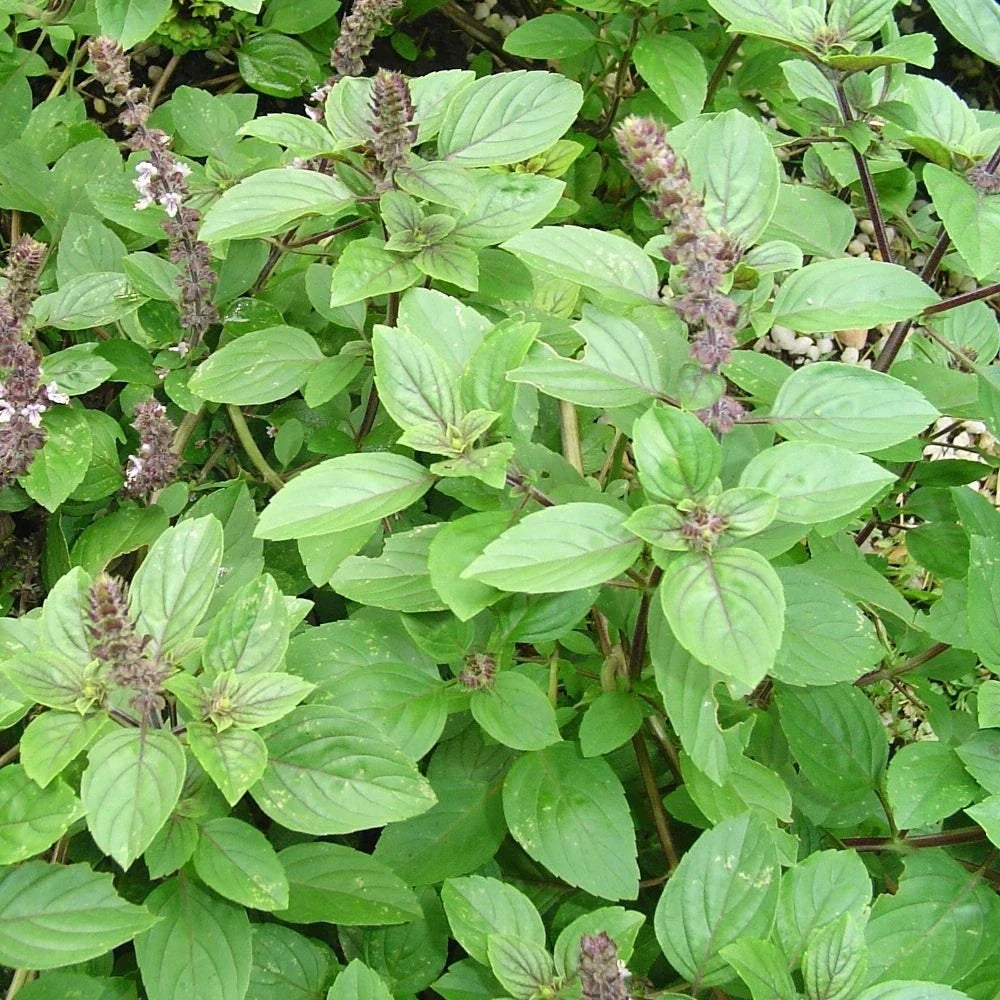 African Basil Live Rooted Plant 4" – Edible Fragrant Herb – Ocimum basilicum