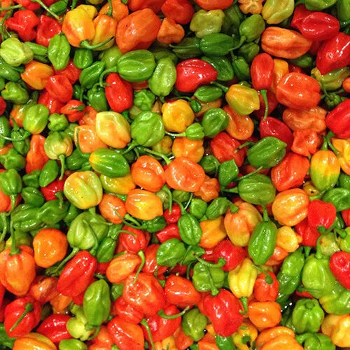 Aji Dulce Pepper Seeds - Heirloom Non-GMO, Sweet Capsicum chinense, Pack of 25 Seeds for Salsas & Cooking