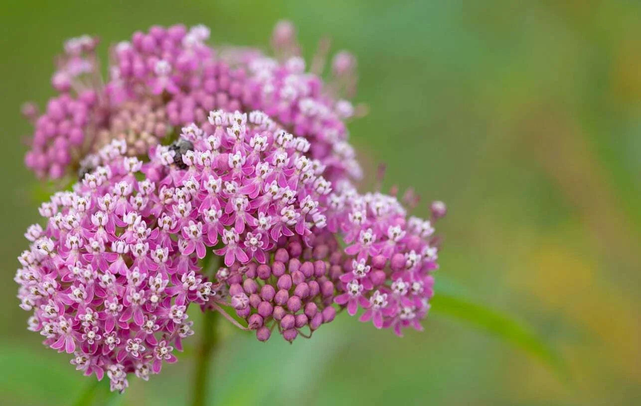 Swamp Milkweed Seeds 25 Pack - Rose Pink Flowers - Asclepias Incarnata - Native Pollinator Plant for Wetlands & Gardens