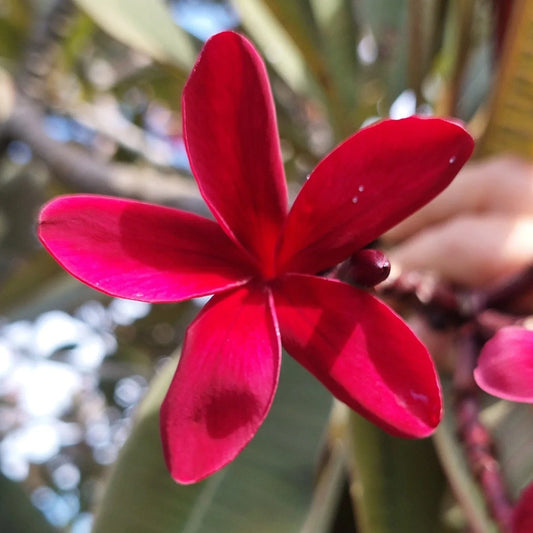 Hawaiian Red Ulaula Plumeria Cutting – Fragrant Frangipani Plant for Gardens and Landscapes