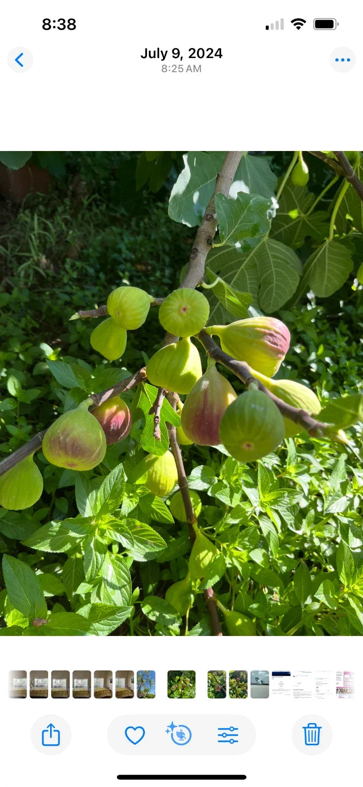 Brown Turkey Fig Cuttings - 5 Pieces, 8-9 Inches, Ficus carica, Fruit-Bearing Tree, Edible Figs, Garden Planting