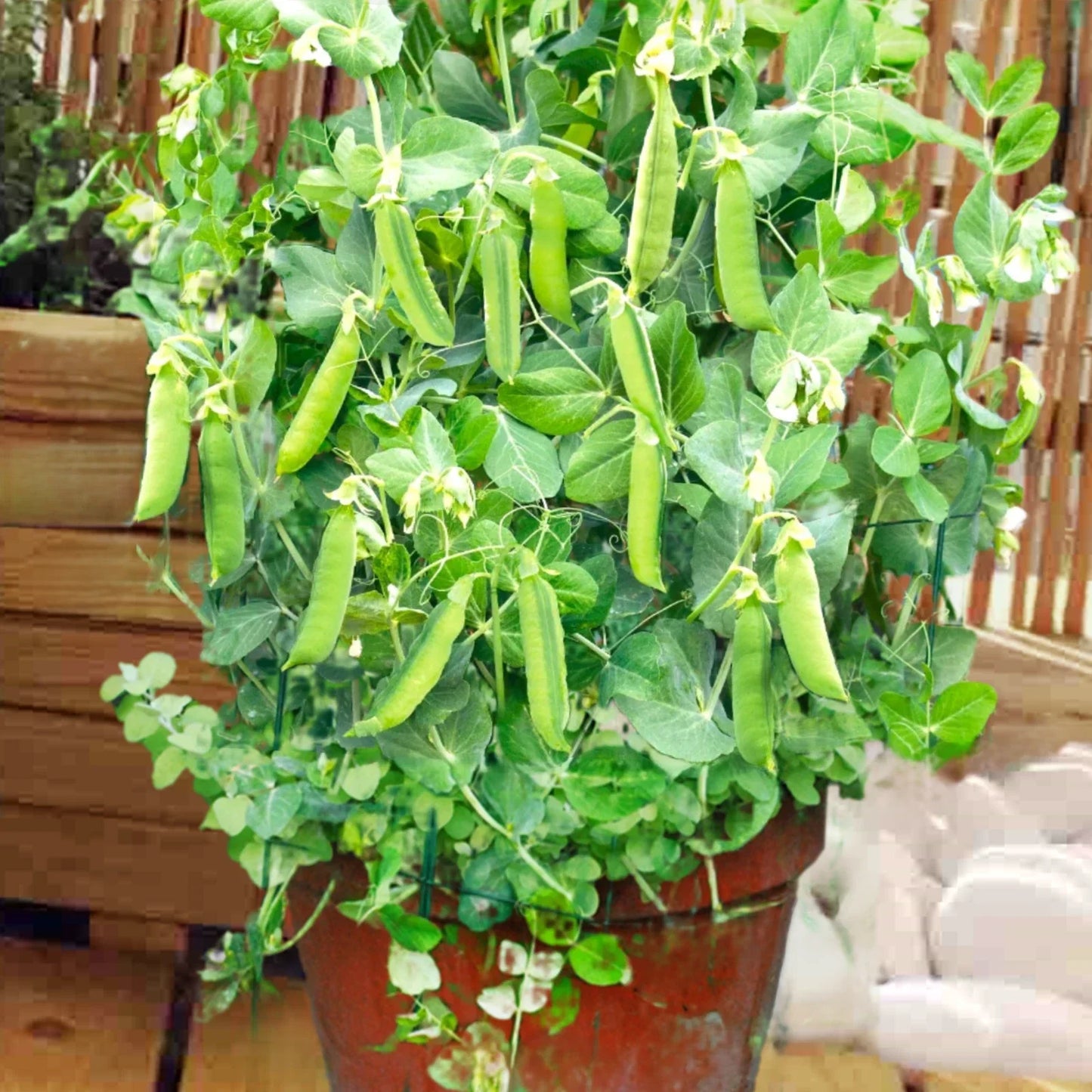 Patio Pride Snap Pea Seeds | Heirloom Fast-Growing Container Garden Peas | Pisum sativum | 50 Seeds
