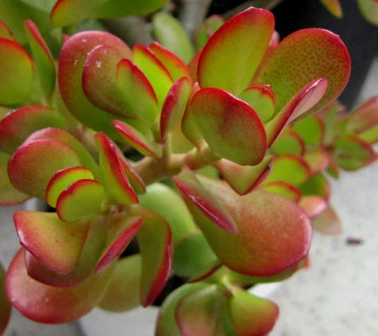 Jade Succulent Cuttings – Green and Red Crassula Ovata – 2 Plant Set for Home Decor & Gardening