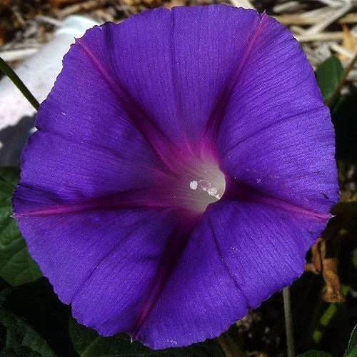 Star of Yelta Morning Glory Seeds – 25 Fresh Ipomoea purpurea Climbing Flower Seeds for Garden, Attracts Pollinators