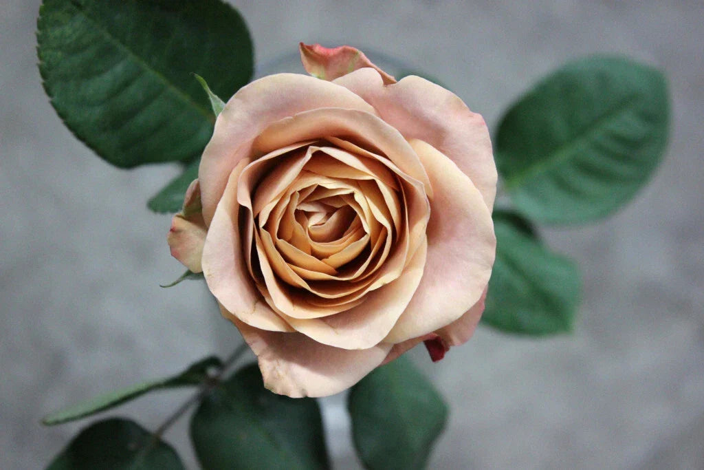 Cappuccino Rose Cuttings - 3 Rooting Grafting Cuttings Rosa 'Cappuccino' Perennial Shrub for Garden, Floral Arrangements