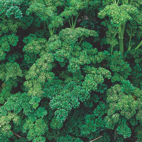 Triple Curled Parsley Herb Seeds - Petroselinum crispum - Over 1000 Organic, Non-GMO Seeds for Culinary & Garden Use