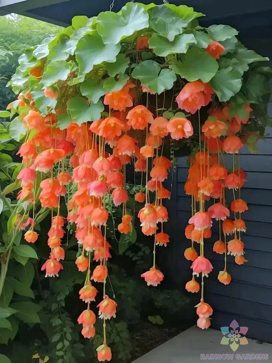 Orange Weeping Begonia Seeds - 25+ Premium Begonia x tuberhybrida for Garden, Hanging Baskets & Containers