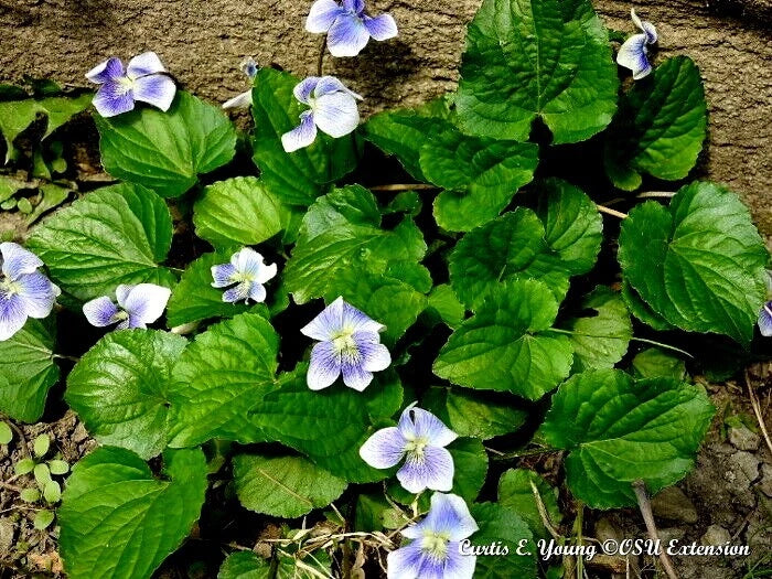 Organic Blue Violet Seeds - 20+ Count - Viola sororia - Native Herb for Pollinators - USA Grown