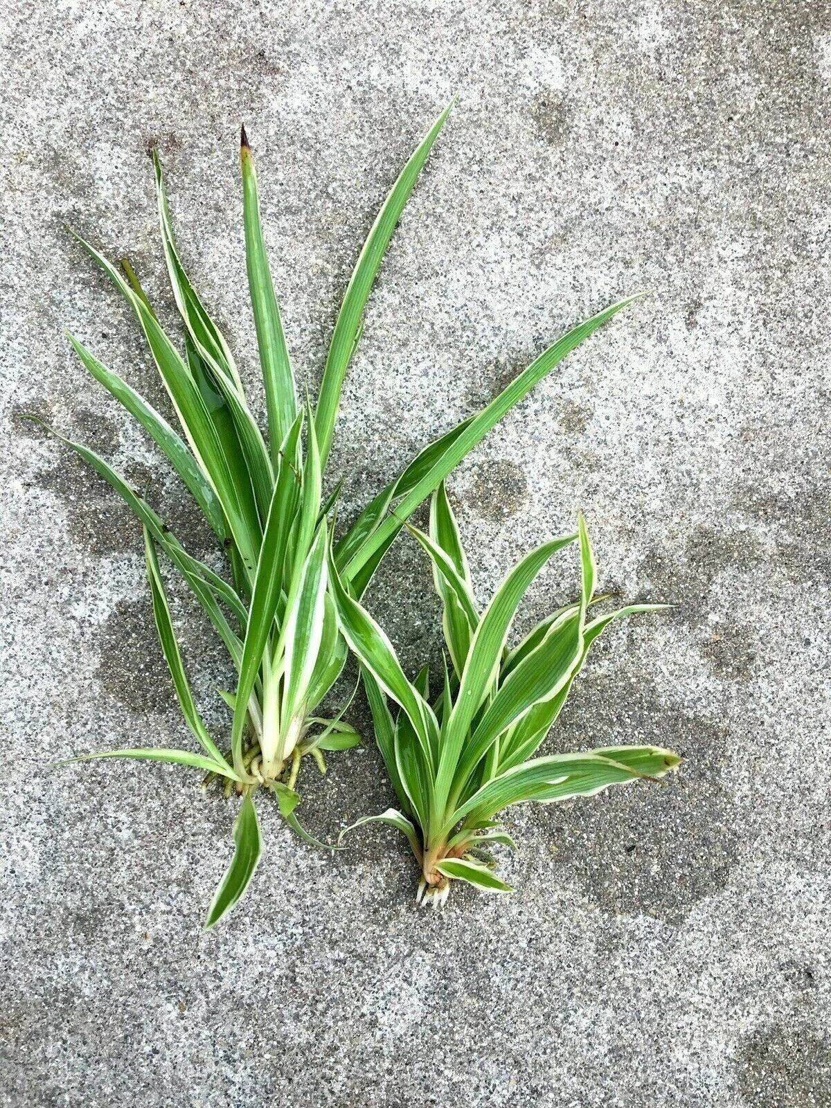 Lot of 2 Live Spider Plants, Fully Rooted Houseplants, Chlorophytum comosum, Indoor Air-Purifying, Easy Care, Large & Small