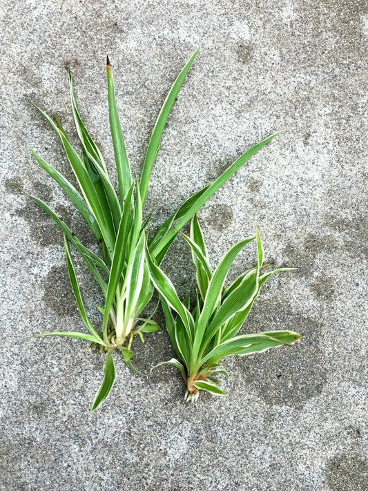 Lot of 2 Live Spider Plants, Fully Rooted Houseplants, Chlorophytum comosum, Indoor Air-Purifying, Easy Care, Large & Small