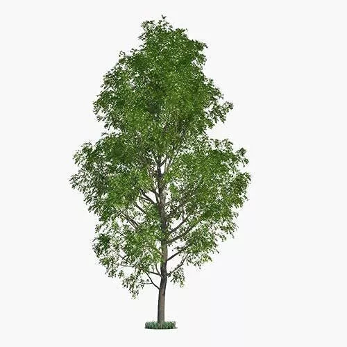 Hybrid Poplar Tree Cuttings 6 Pack - Fast Growing Privacy & Shade Trees - Populus deltoides x Populus nigra