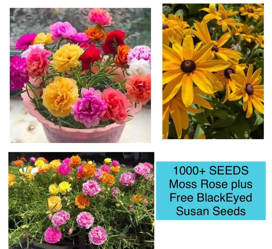Moss Rose Seeds Double Mix Color Portulaca grandiflora Seed Packet – Over 1000 Non-GMO Flower Seeds for Borders, Containers & Rock Gardens