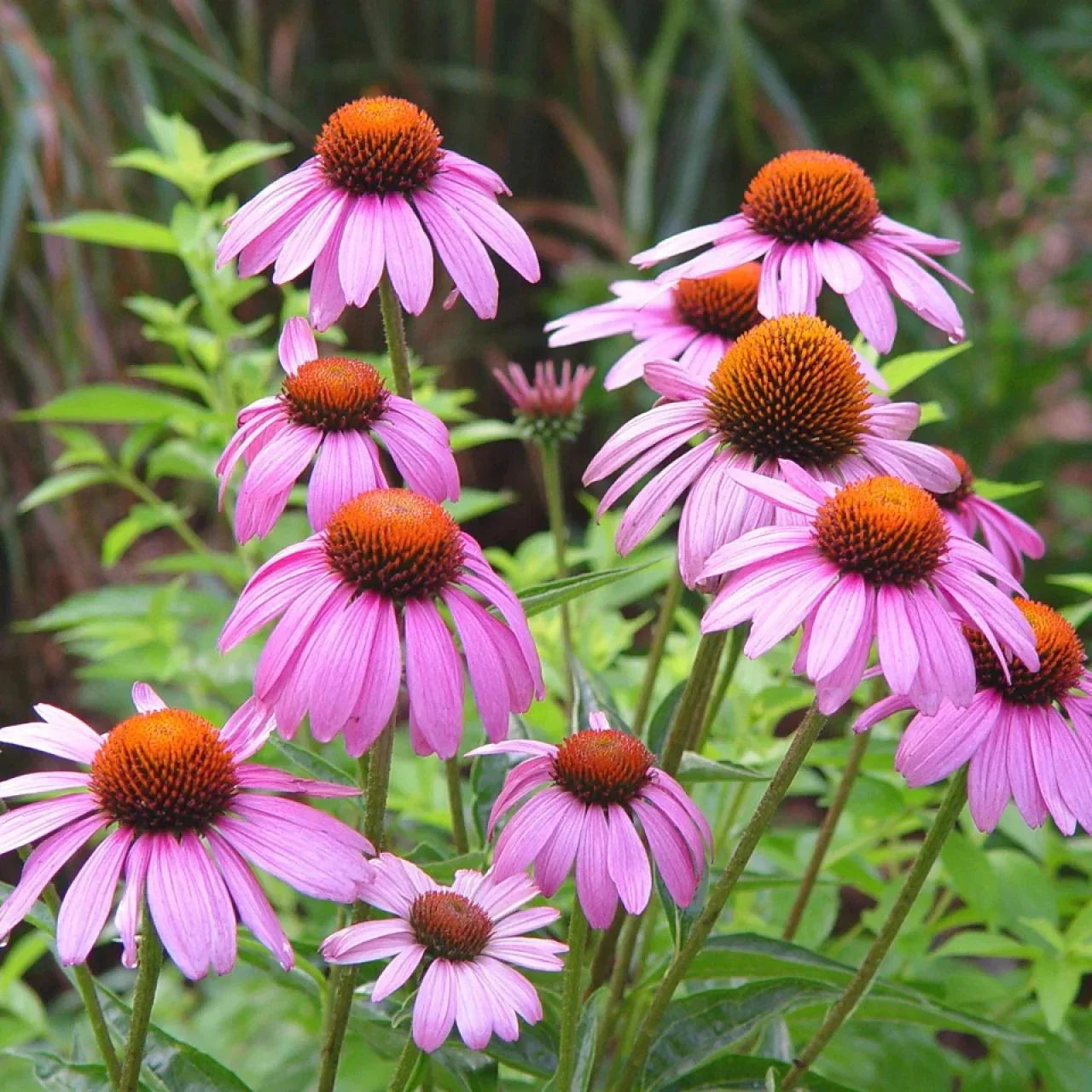 Purple Coneflower Seeds Pack of Echinacea purpurea for Garden, Perennial Flower, Attracts Pollinators, Easy to Grow, 2025 Planting