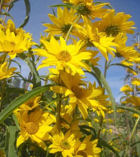 Maximilian Sunflower Seeds 50+ Pack | Helianthus maximiliani | Perennial Wildflower Seeds for Bees & Butterflies