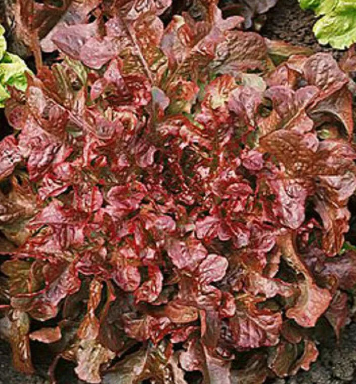Red Salad Bowl Lettuce Seeds – Over 600 Non-GMO Cold Tolerant Leaf Lettuce Seeds for Salad Greens, Organic, Easy to Grow, for Container & Garden