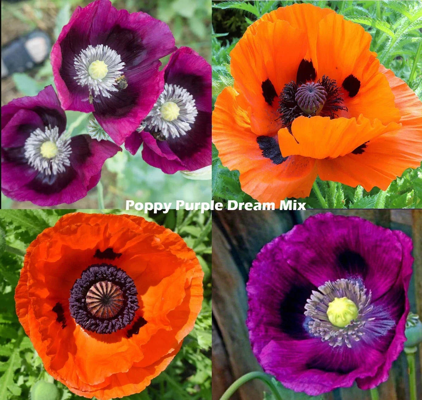 Poppy Seeds Mix - Purple Dream, Lauren's Grape & Prince of Orange - Non-GMO, 500 Seeds, Ornamental Flower, Papaver somniferum