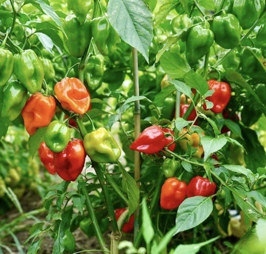Habanero Hot Pepper Seeds 50 Count | Non-GMO Heirloom Capsicum chinense | Spicy Peppers for Garden & Containers