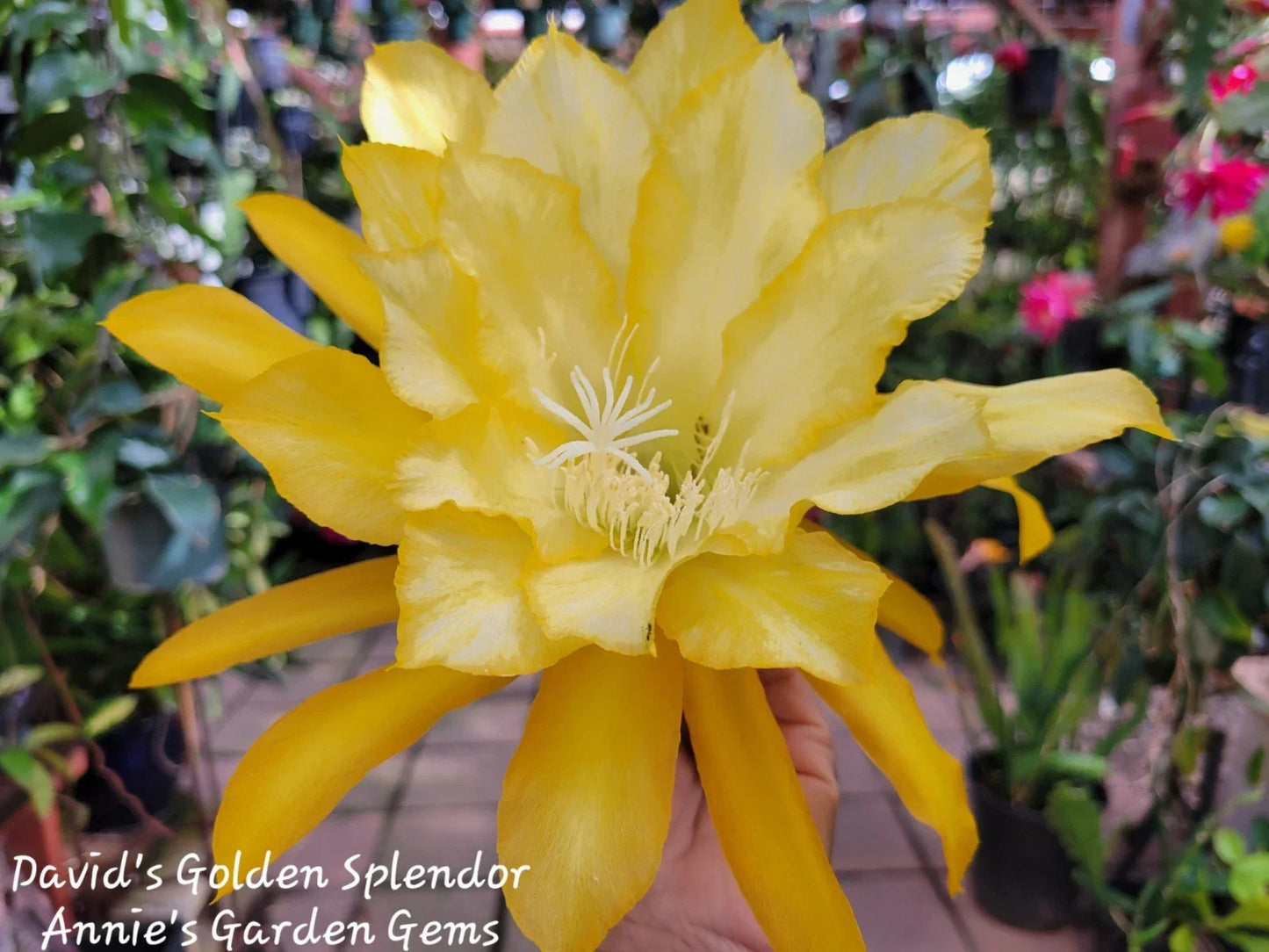 Epiphyllum David's Golden Splendor Unrooted Cutting – Tropical Cactus Propagation, Epiphyllum hybrid, 8-10 Inches