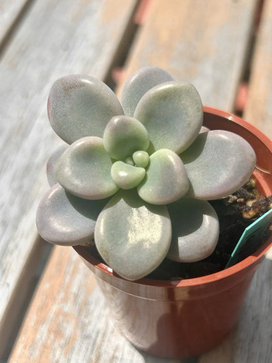 Live Succulent Plant – Baby Graptopetalum Lavender Pebbles – Fully Rooted Crassulaceae Succulent