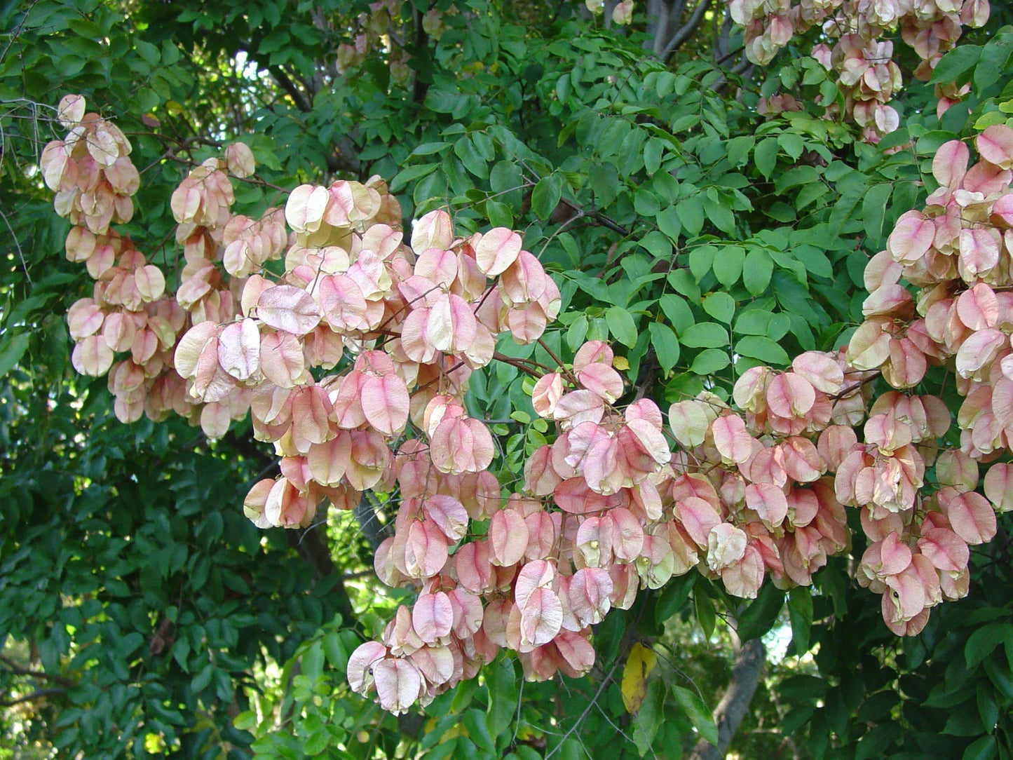 Chinese Rain Tree Seeds – Albizia julibrissin – Colorful Fragrant Showy Flowers – Pack of 7 Seeds