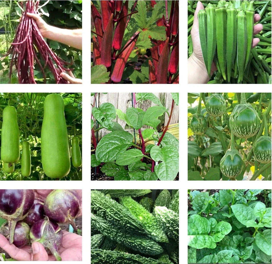 Asian Vegetable Seeds - 10 Packets Non-GMO Heirloom Mix for Planting - Various Varieties - USA Seller