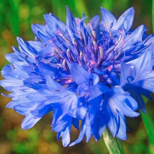 Cornflower Seeds 400 Count Blue Dwarf Heirloom Non-GMO Centaurea cyanus for Cutflowers & Gardens