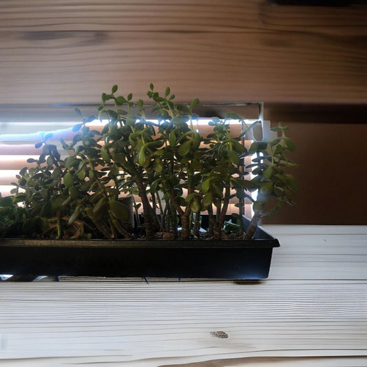 Large Rooted Jade Plant Cutting 12" Crassula ovata Succulent Indoor Plant Green Foliage for Home Decor