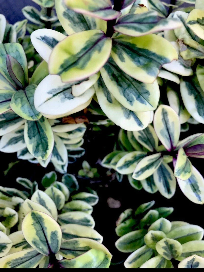 Hebe Plant 4" Variegated Leaves Veronica c Franciscana - Low Maintenance Garden Shrub