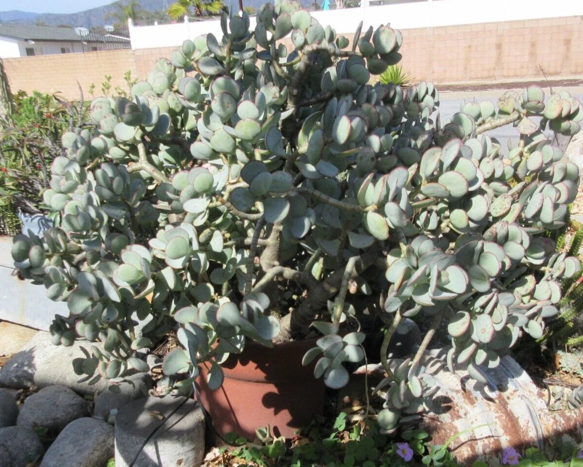 Crassula arborescens Silver Dollar Jade Succulent Cuttings - 10 Pack, Easy Care Indoor Plant for Home Decor, Drought Tolerant, Low Maintenance