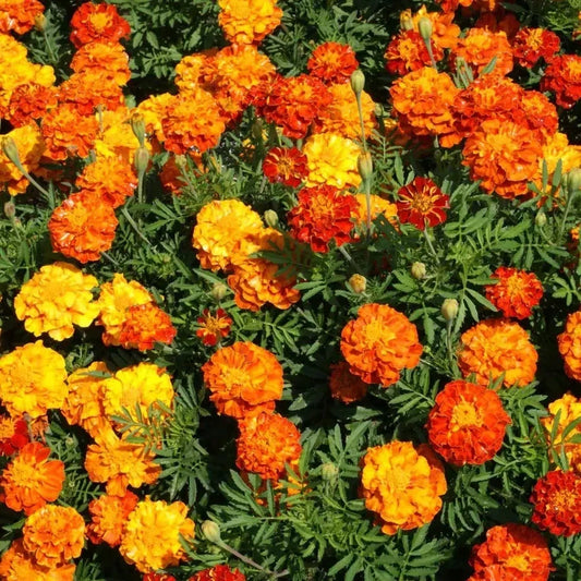 Marigold Flower Seeds - Sparky Mix, Bright Colorful Blooms, Tagetes erecta, 75 Seeds for Garden, Borders & Containers