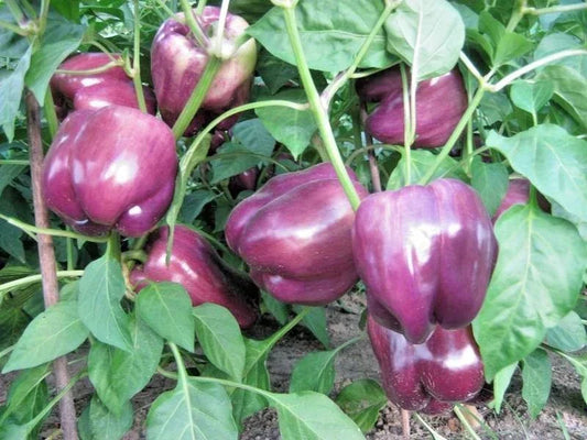 Organic Purple Beauty Sweet Bell Pepper Seeds - 100+ Non-GMO Capsicum annuum for Container Gardening and Vegetable Garden