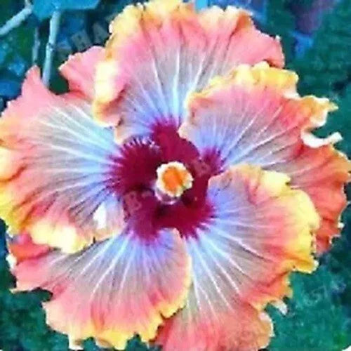 Hibiscus Seeds - 20 Orange Red Hibiscus rosa-sinensis Perennial Flower Seeds for Garden, Container, Border, Pollinator Attractant
