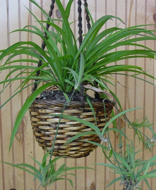Green Spider Plant Bare Root Pup | Chlorophytum Comosum | Indoor Houseplant | Air Purifying, Pet Safe