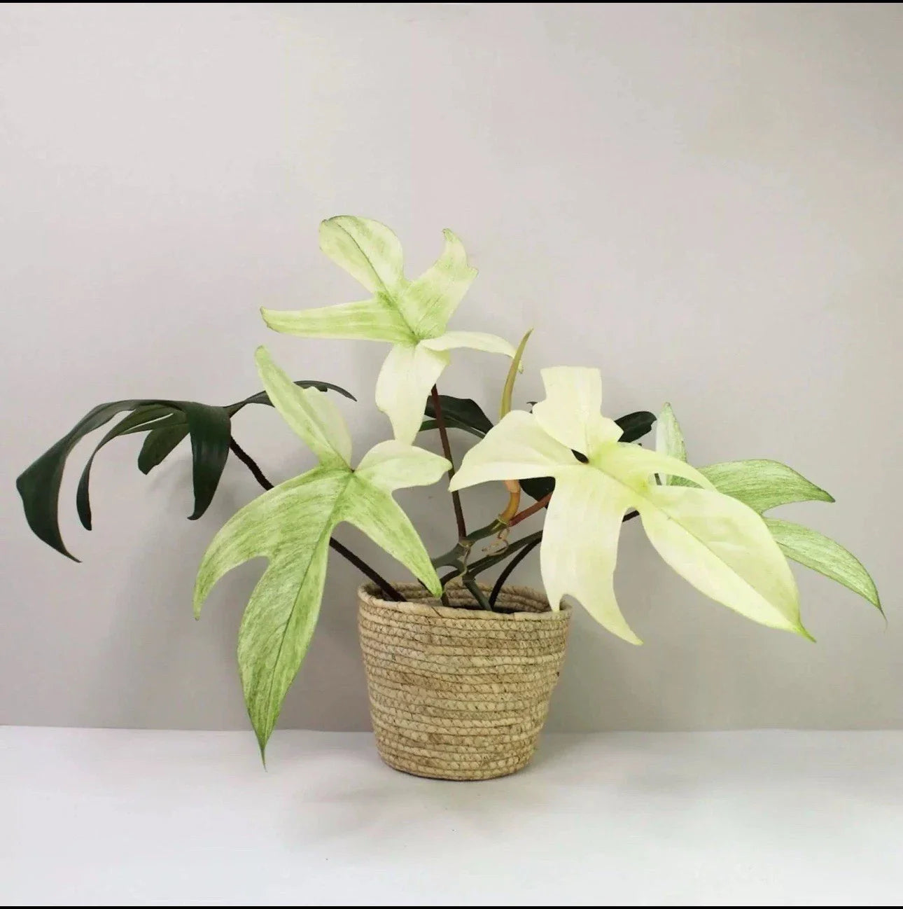 Philodendron Cutting - Florida Ghost Variety - Rare Indoor Plant - Philodendron 'Florida Ghost' - White Foliage Plant