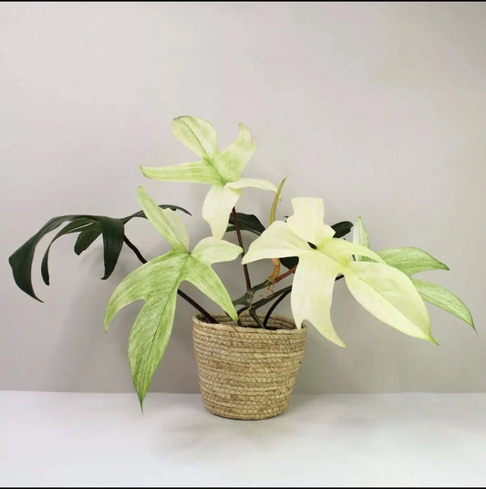 Philodendron Cutting - Florida Ghost Variety - Rare Indoor Plant - Philodendron 'Florida Ghost' - White Foliage Plant