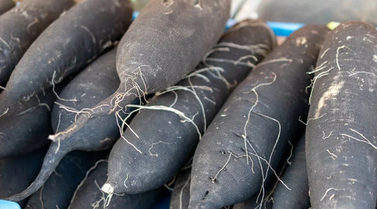 Long Black Spanish Radish Seeds - 500+ Heirloom Raphanus sativus Vegetable Seeds for Home Garden & Urban Farming