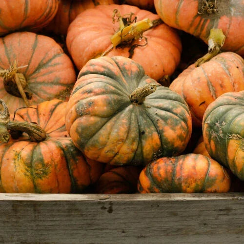 Speckled Hound Pumpkin Seeds - Pack of 25+ Cucurbita pepo for Garden Planting, Decorative & Culinary Use, USA Origin