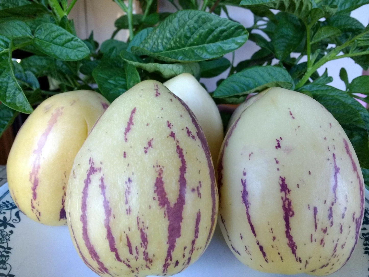 Solanum muricatum Pepino Melon Plant – Organic Live Plant with Golden Sweet Ginseng Fruit – Edible Exotic Fruit Plant