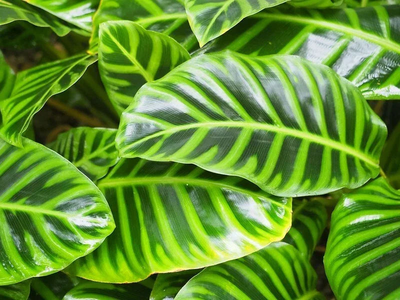 Calathea Wiotii Seeds – 25+ Non-GMO Indoor/Outdoor Planting Pack – Tropical Foliage, Unique Patterns, Calathea makoyana