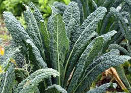 Kale Seeds, Non-GMO, Premier Variety, 50+ Seeds, Brassica oleracea, Salad & Cooking, Easy to Grow