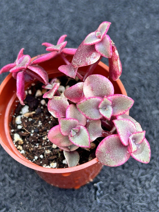 Live Succulent Plant - Crassula marginalis Rubra - Calico Kitten - Fully Rooted, Red-Tinted Leaves, Indoor or Outdoor, Low Maintenance