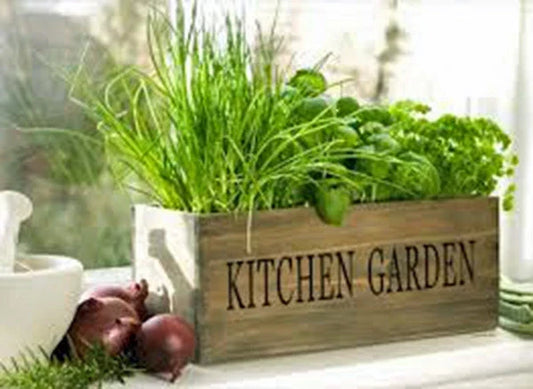Herb Garden Collection Small Seed Packets – Basil, Parsley, Thyme, Oregano, Chives, Cilantro – Heirloom Non-GMO Seeds