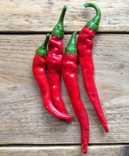 Hot Cayenne Long Slim Pepper Seeds – 20 Fresh Capsicum annuum Spicy Pepper Seeds for Gardening, Culinary Use