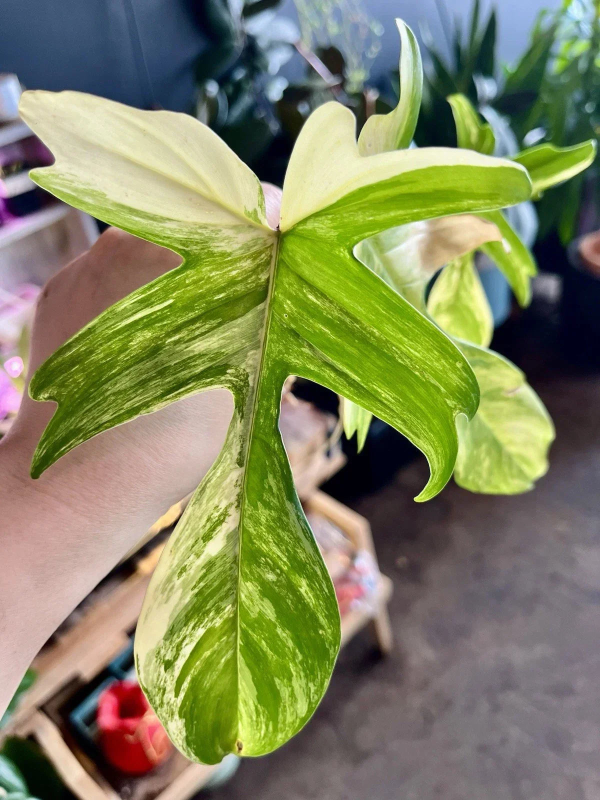 Rare Indoor Plant Bare Root Philodendron Florida Beauty Variegated Philodendron 'Florida Beauty' Unique Foliage