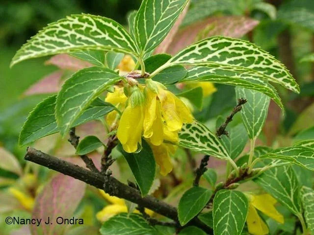 Forsythia Liner Starter Plant 6-12 inches Variegated Forsythia viridissima Kumson Hardy Zones 5-9 - Colorful Spring Bloomer